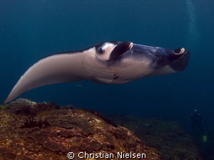 Friendly Manta Ray on the cleaning station south of the b... by Christian Nielsen 